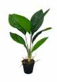 GD3414_ASPIDISTRA_A.jpg