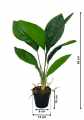 GD3414_ASPIDISTRA_WYMIARY.jpg