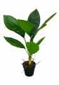 GD3414_ASPIDISTRA_B.jpg
