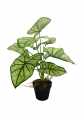 GD3413_SYNGONIUM_1.jpg