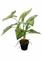 GD3413_SYNGONIUM_4.jpg
