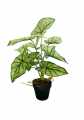 GD3413_SYNGONIUM_2.jpg