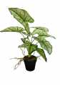 GD3413_SYNGONIUM_3.jpg