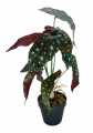 GD3441_BEGONIA_CORAL_M_1.jpg