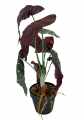 GD3441_BEGONIA_CORAL_M_4.jpg