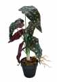 GD3441_BEGONIA_CORAL_M_2.jpg