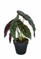 GD3442_BEGONIA_CORAL_S_1.jpg