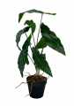 GD3443_BEGONIA_1.jpg