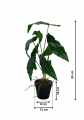 GD3443_BEGONIA_WYMIARY.jpg
