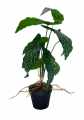 GD3443_BEGONIA_4.jpg
