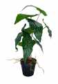 GD3443_BEGONIA_2.jpg