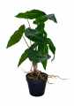 GD3443_BEGONIA_3.jpg