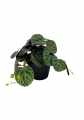 GD3452_PILEA_S_A.jpg