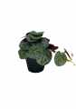 GD3452_PILEA_S_B.jpg