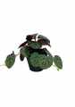 GD3452_PILEA_S_D.jpg