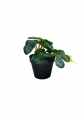GD3453_PILEA_D.jpg