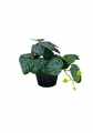 GD3453_PILEA_C.jpg