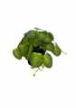 GD3454A_PILEA_XS_A.jpg