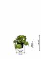 GD3454A_PILEA_XS_WYMIARY.jpg