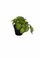 GD3454A_PILEA_XS_D.jpg