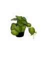 GD3454A_PILEA_XS_B.jpg