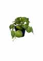 GD3454A_PILEA_XS_C.jpg