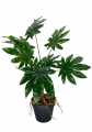 GD3462_ARALIA_M_1.jpg
