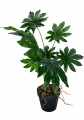 GD3462_ARALIA_M_3.jpg