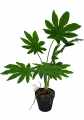 GD3462_ARALIA_M_2.jpg