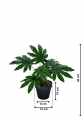 GD3462A_ARALIA_S_WYMIARY.jpg