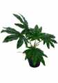 GD3462A_ARALIA_S_2.jpg