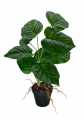 GD3463A_MARANTA_M_1.jpg