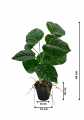 GD3463A_MARANTA_M_WYMIARY.jpg