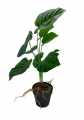 GD3463A_MARANTA_M_3.jpg