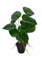 GD3463A_MARANTA_M_4.jpg