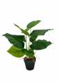 GD3464_SCINDAPSUS_A.jpg