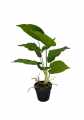 GD3464_SCINDAPSUS_B.jpg