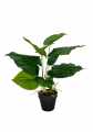 GD3464_SCINDAPSUS_C.jpg