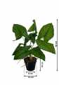 GD3465_SYNGONIUM_WYMIARY.jpg