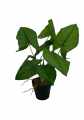 GD3465_SYNGONIUM_3.jpg