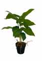 GD3466_SYNGONIUM_1.jpg