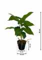 GD3466_SYNGONIUM_WYMIARY.jpg