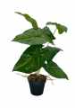 GD3466_SYNGONIUM_4.jpg