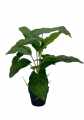 GD3466_SYNGONIUM_2.jpg