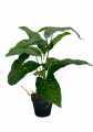 GD3466_SYNGONIUM_3.jpg