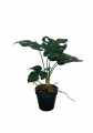 GD3468_MONSTERA_1.jpg