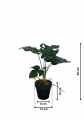 GD3468_MONSTERA_WYMIARY.jpg