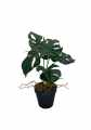 GD3468_MONSTERA_2.jpg
