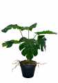 GD3470_MONSTERA_DZIURAWA_S_1.jpg