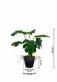 GD3470_MONSTERA_DZIURAWA_S_WYMIARY.jpg
